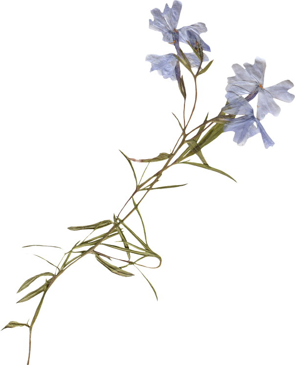 Pressed blue dried flower